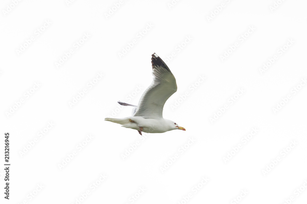 Fototapeta premium portrait flying yellow-legged gull (larus michahellis), white sky