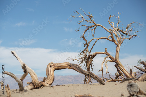 Dry trees in the Death Valley  USA