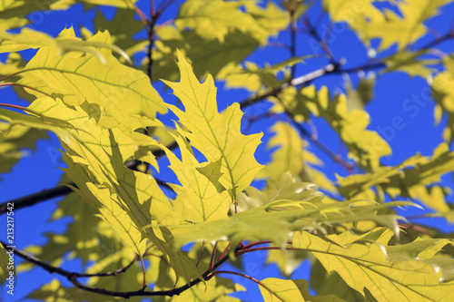 Autumn, yellow maple leaves on a blue sky background