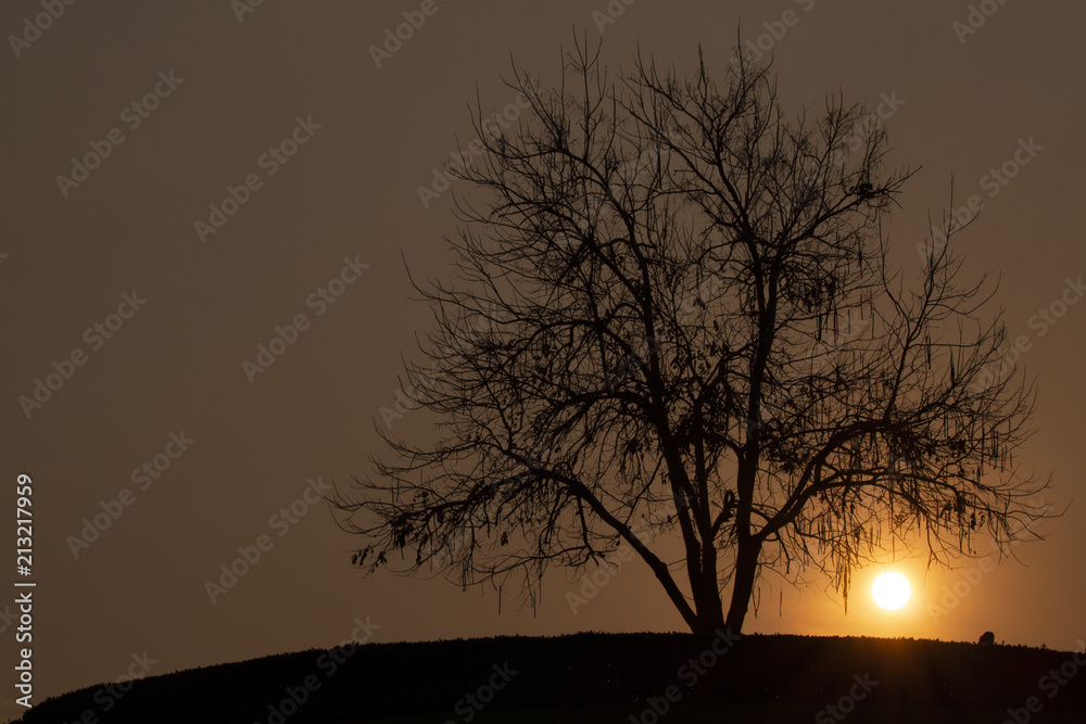 Big tree silhouette sunset red sky background