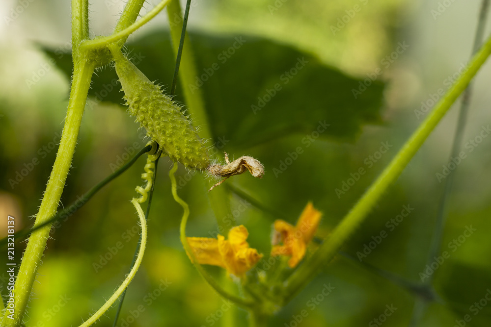 Naklejka premium Gardening, ripening of green cucumber,Young cucumber on the grid