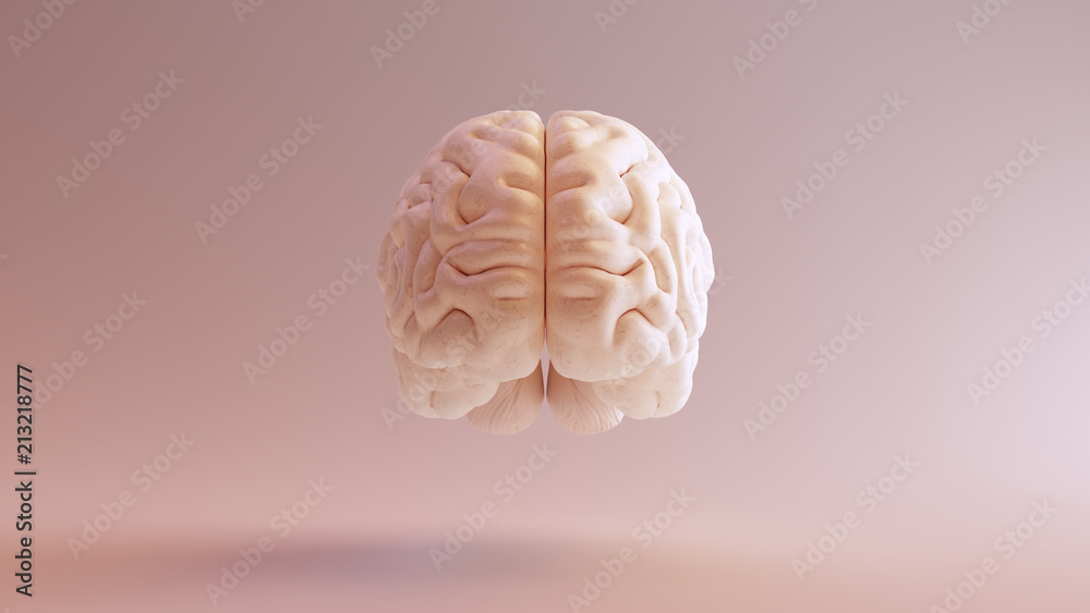 Human brain Anatomical Model 3d illustration Human brain Anatomical Model 3d illustration