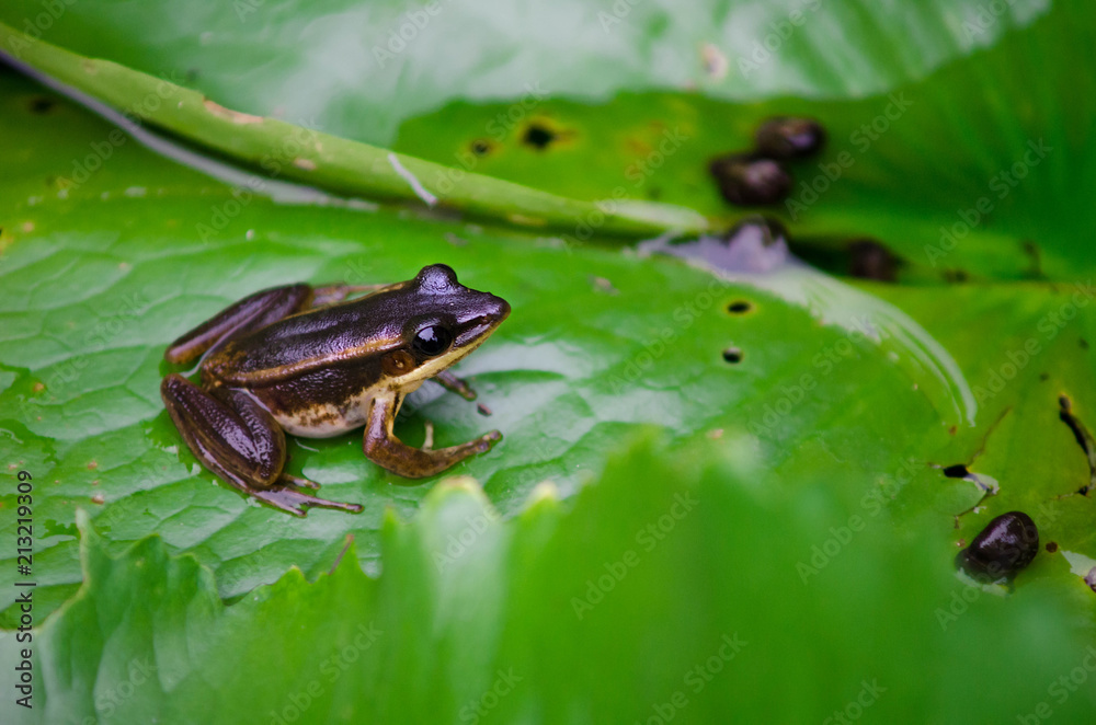 Cute asian green back frog browr color sits on a green leaf in water Cute asian green back frog browr color sits on a green leaf in water