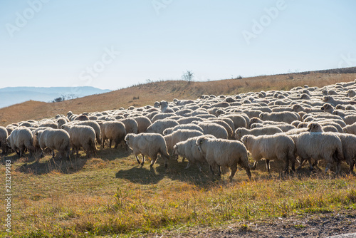 Flock of sheep grazing on meadow