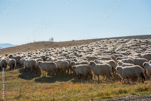 Flock of sheep grazing on meadow © salajean