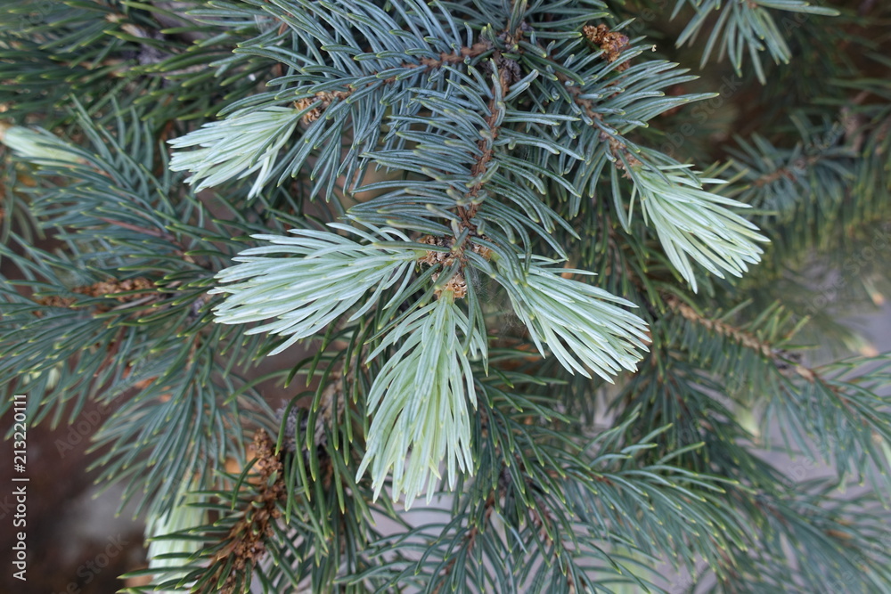 Grayish green foliage of white spruce in spring