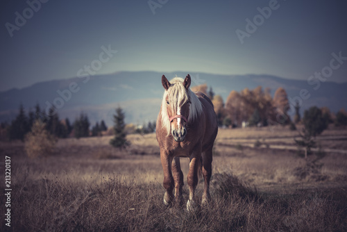 Horse in the meadow © salajean