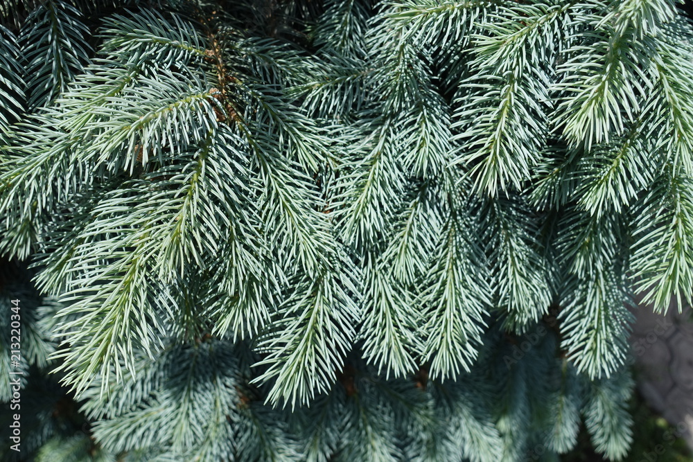 Blue green foliage of Picea pungens in spring (background)
