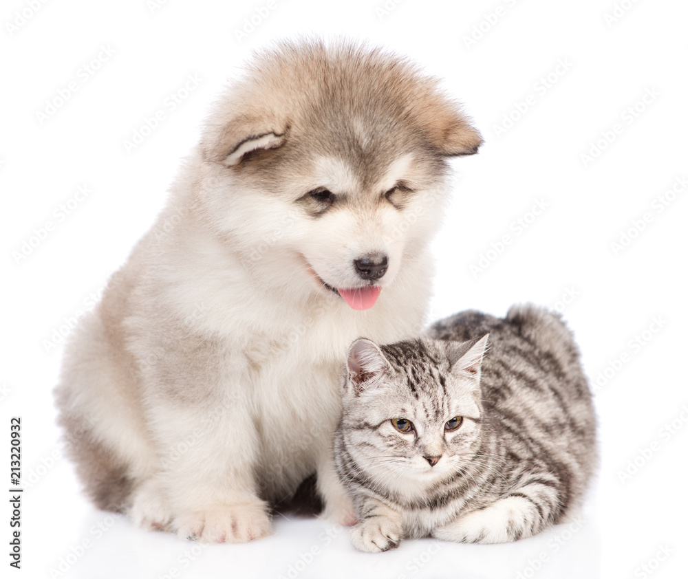 Alaskan malamute puppy is sitting with a striped cat. isolated on white background