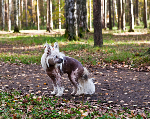Chinese Crested Hairless dog standing on autumn park