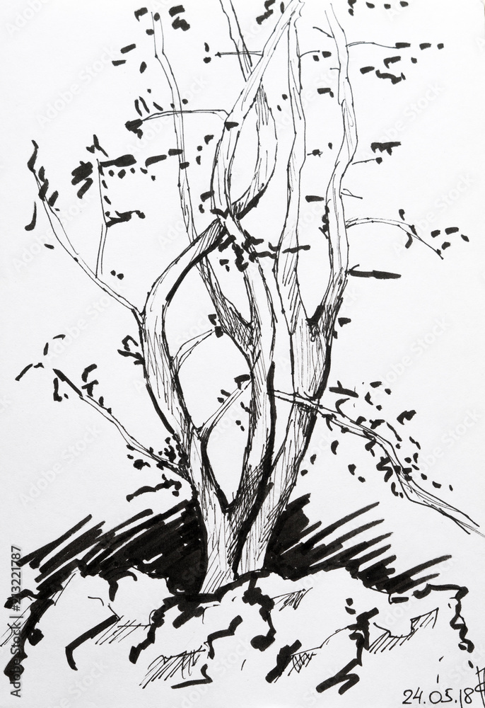 Tree sketch with black pen