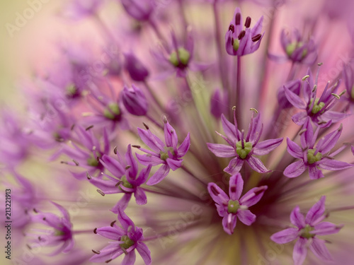 Great lilac-purple spherical allium, Allium hollandicum photo