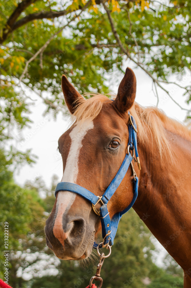 Obraz premium Horse Portrait
