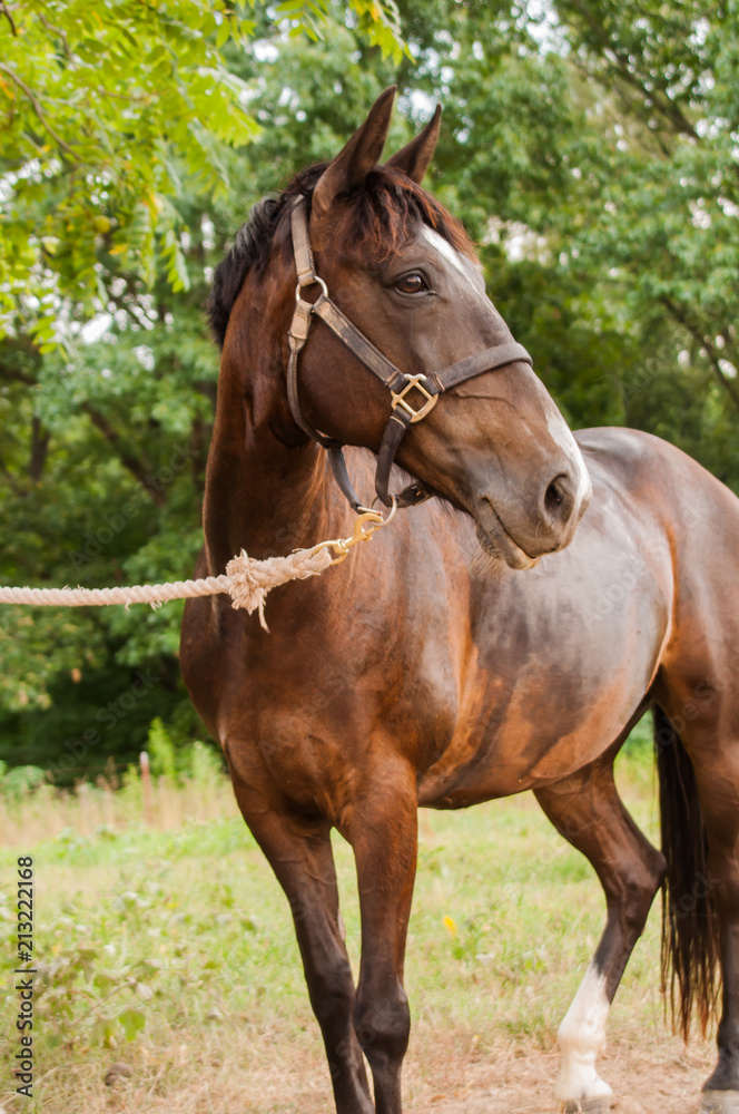 Foto Stock Horse full body shot | Adobe Stock