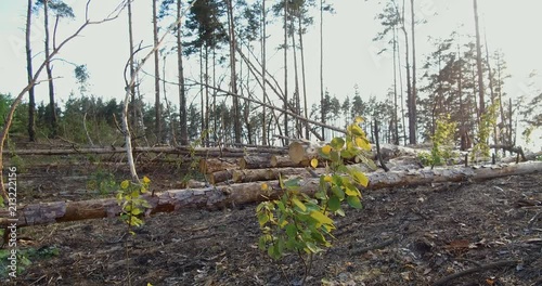 At the logging in the forest. Forest plot cleared from the trees. landscape of logging station with lots of cutten trees photo