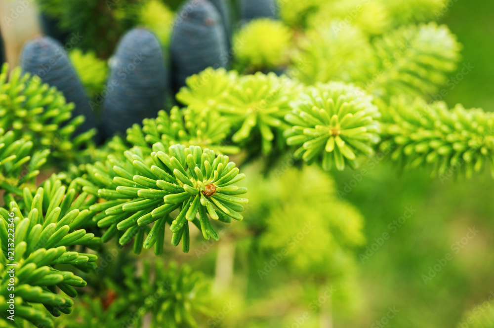 Beautiful young pine cones on the background of branches. Christmas background Beautiful young pine cones on the background of branches. Christmas background