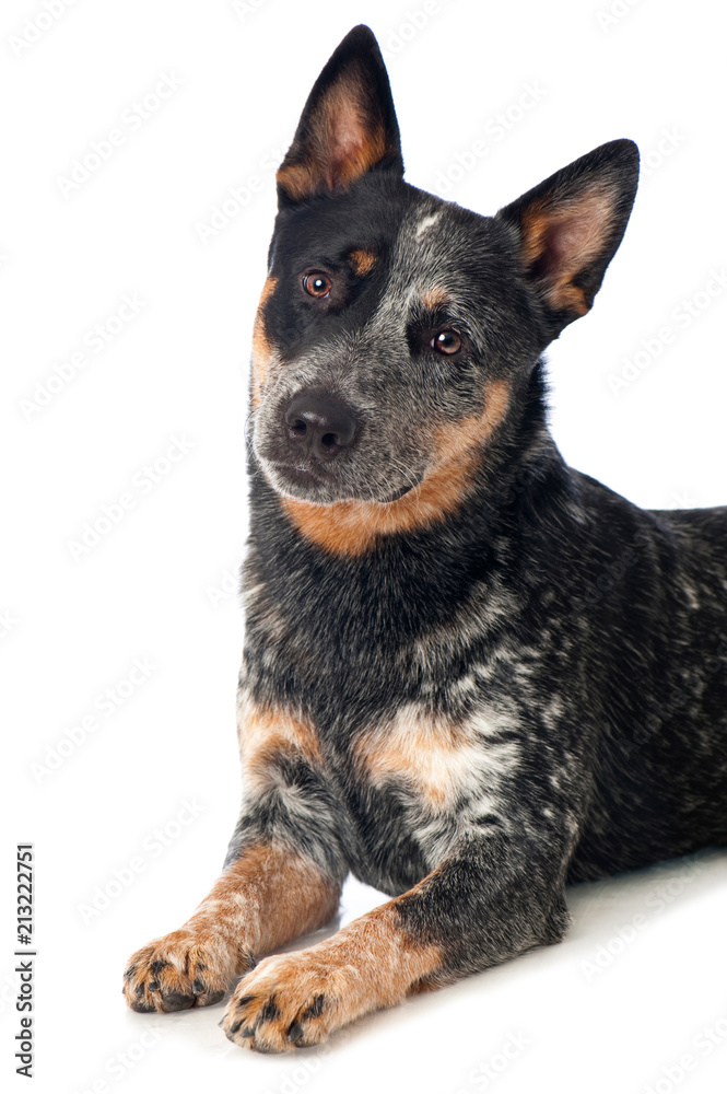 Australian Cattle Dog isoliert auf weißem Grund Australian Cattle Dog isoliert auf weißem Grund