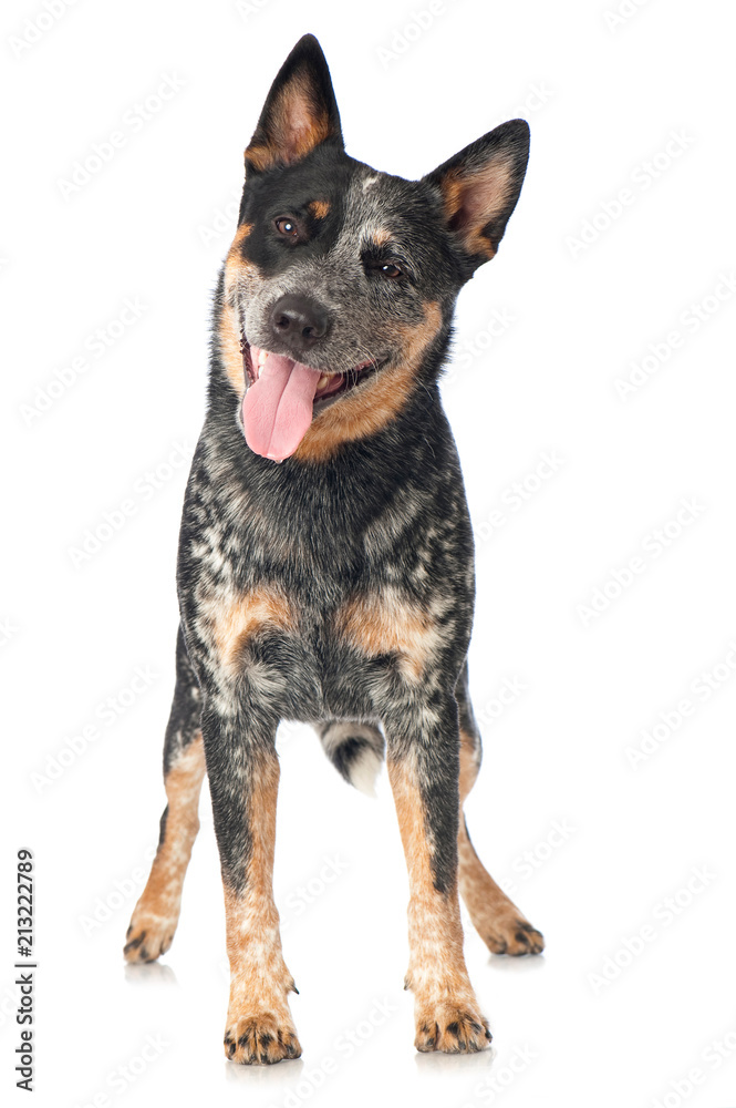 Australian Cattle Dog isoliert auf weißem Grund Australian Cattle Dog isoliert auf weißem Grund