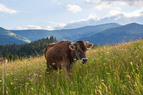 A cow is eating grass in the mountains. © innazagorulko