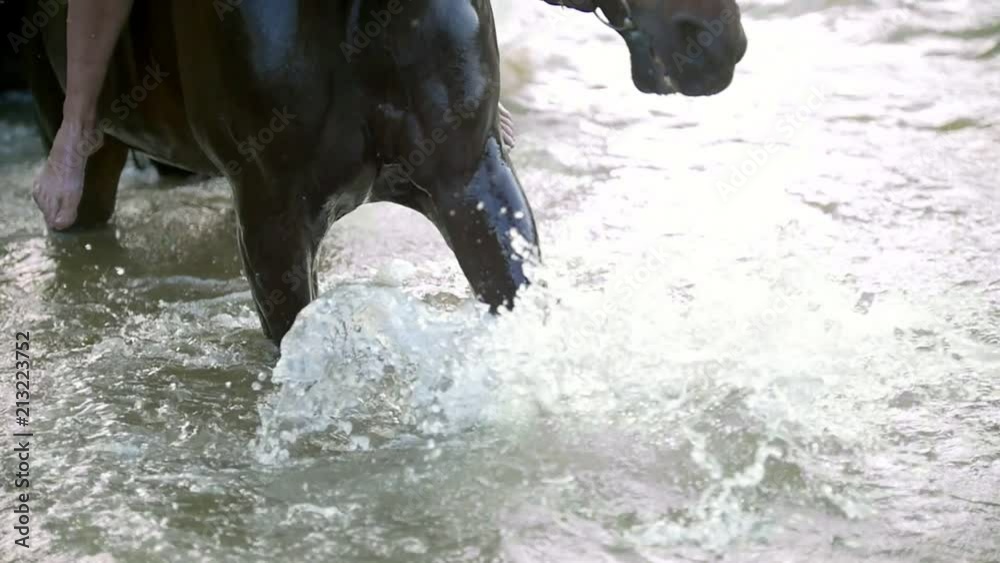 Black horse stomps his hoof on the river and splashes water Black horse stomps his hoof on the river and splashes water