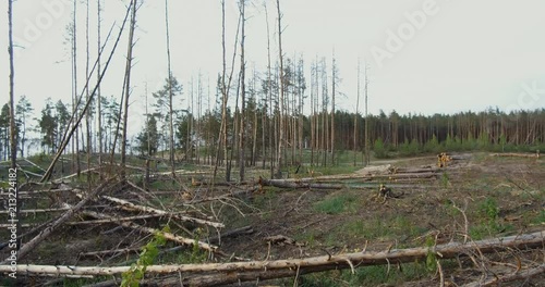 At the logging in the forest. Forest plot cleared from the trees. landscape of logging station with lots of cutten trees photo