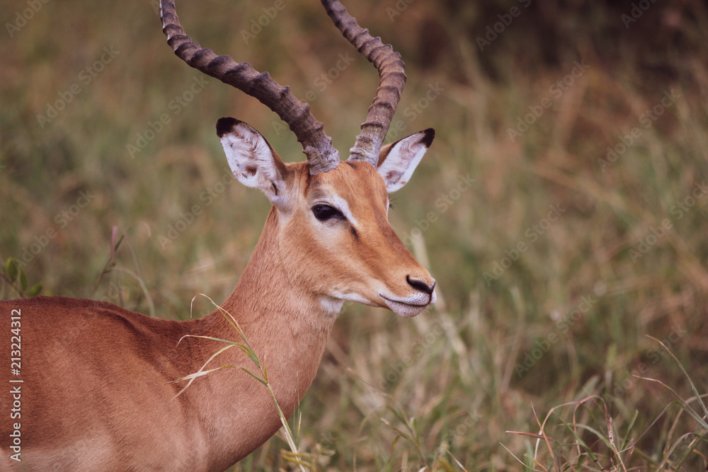 Grant's Gazelle Serengeti