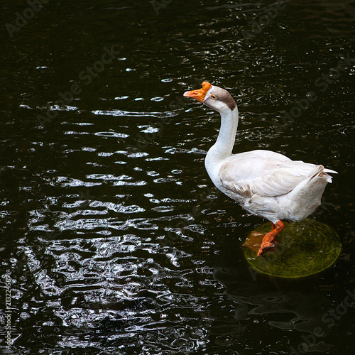 white big goose on the pond. photo