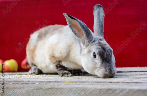 One Rex milky color rabbit sitting near apples on wooden table . A red background. close up