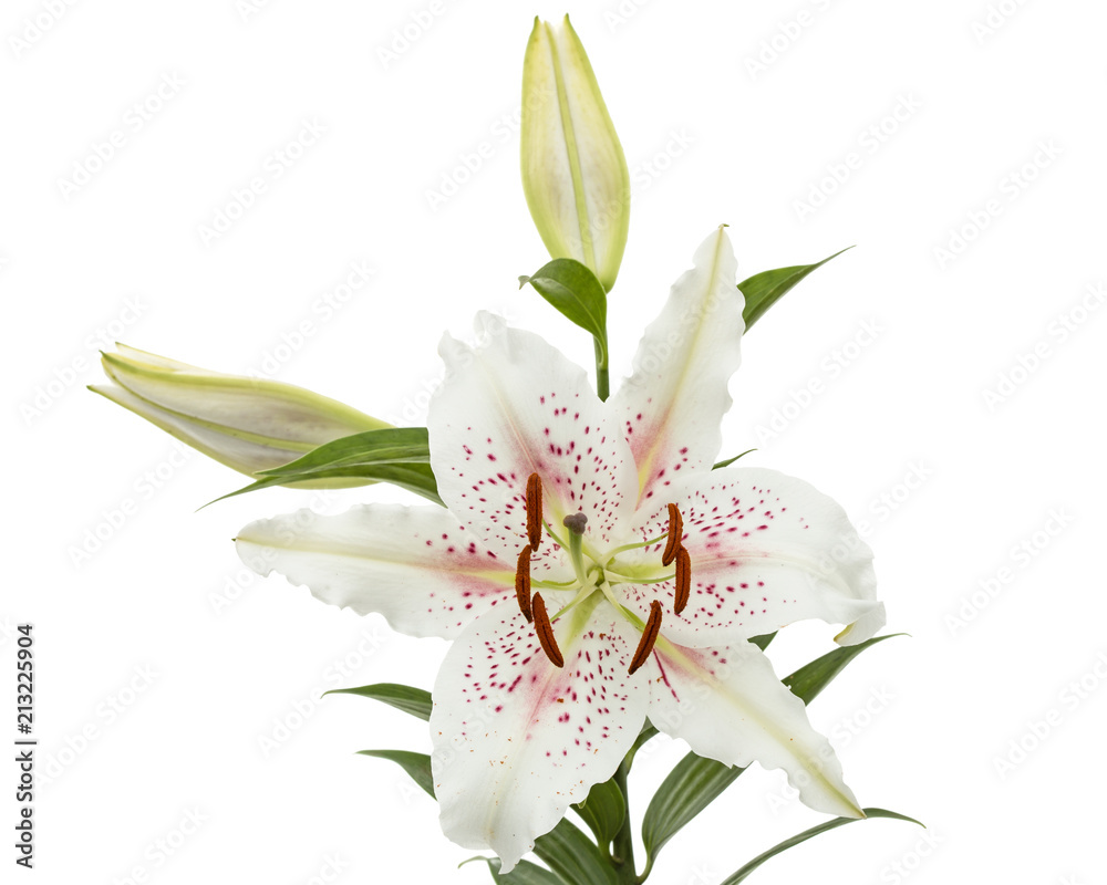 Flower of white lily, isolated on white background
