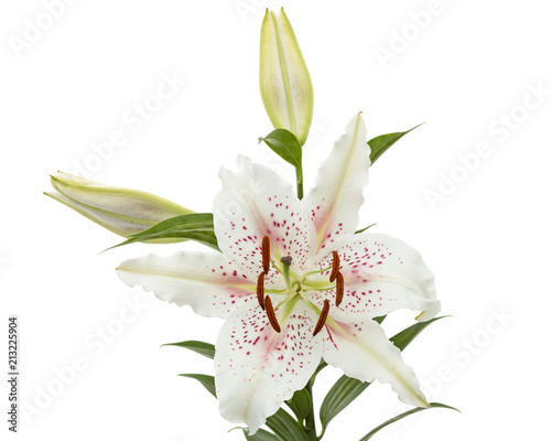 Obraz na płótnie Flower of white lily, isolated on white background w salonie