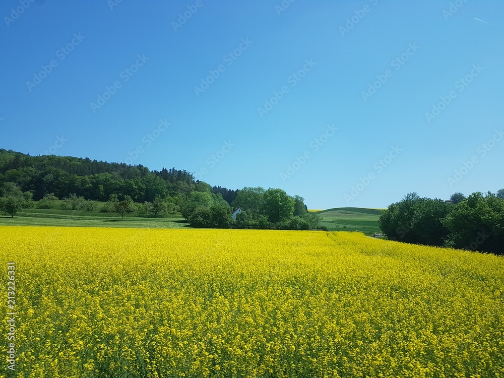 Rapsfeld Rapsfeld