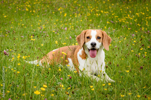 Beagles playing