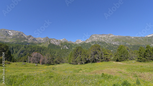 Panoramica di un pezzo di bosco in alta montagna in estate