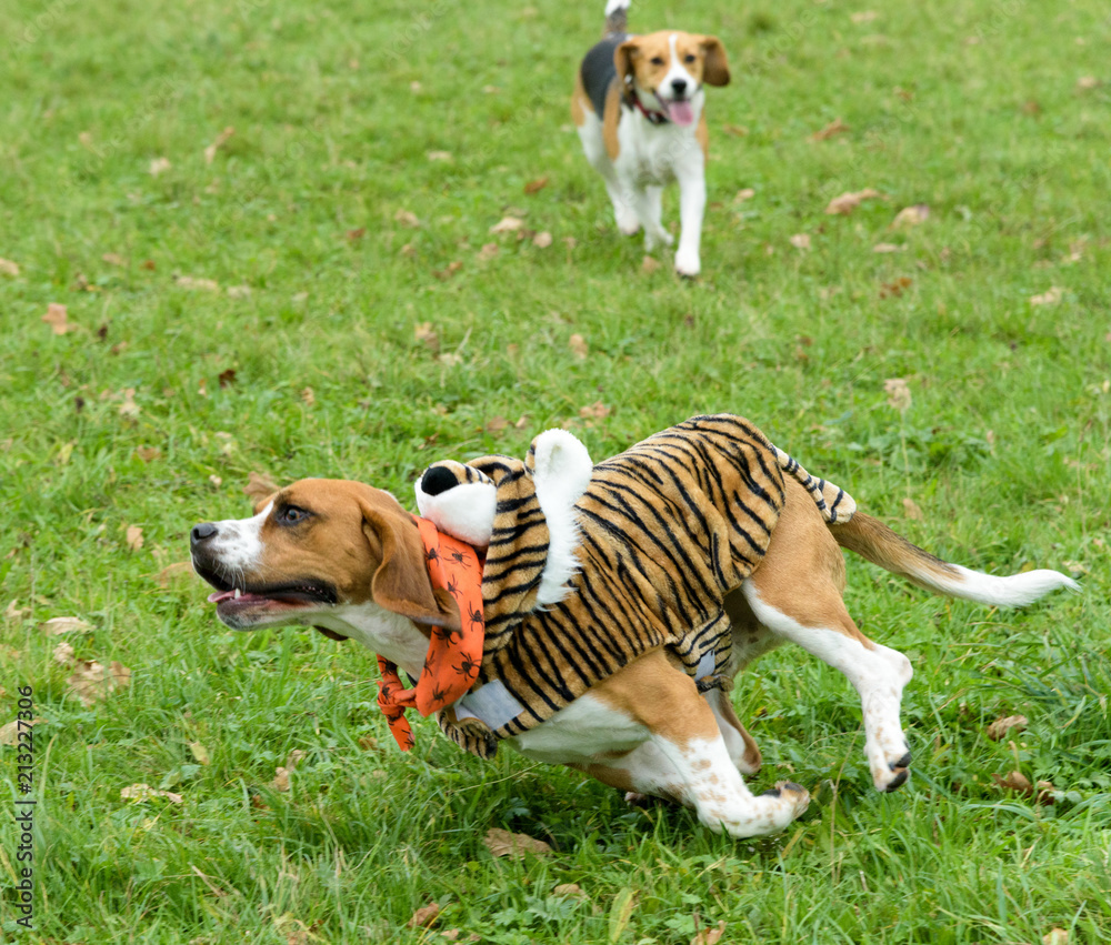 Beagles playing