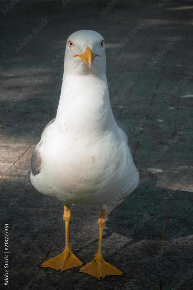 Seagull looking at camera Stock Photo | Adobe Stock