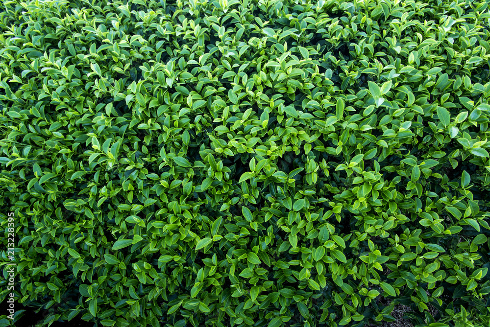 Tea leaves background Tea leaves background