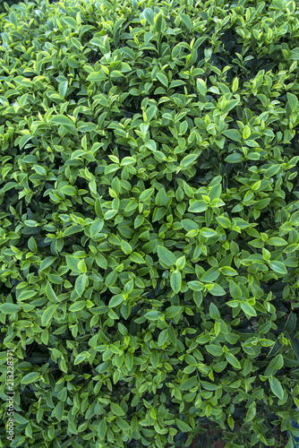 Tea leaves background