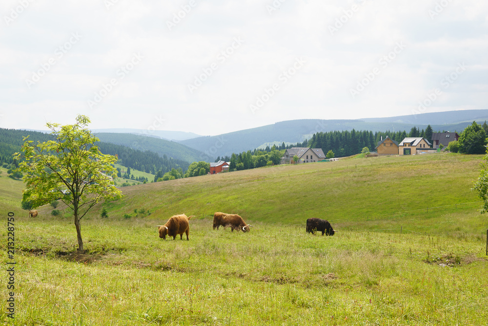 Yaks in Giant Mountains in the Czech Republic