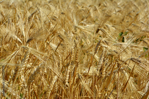 Golden wheat in the field. Agricultural landscape. Wheat background. Agriculture concept