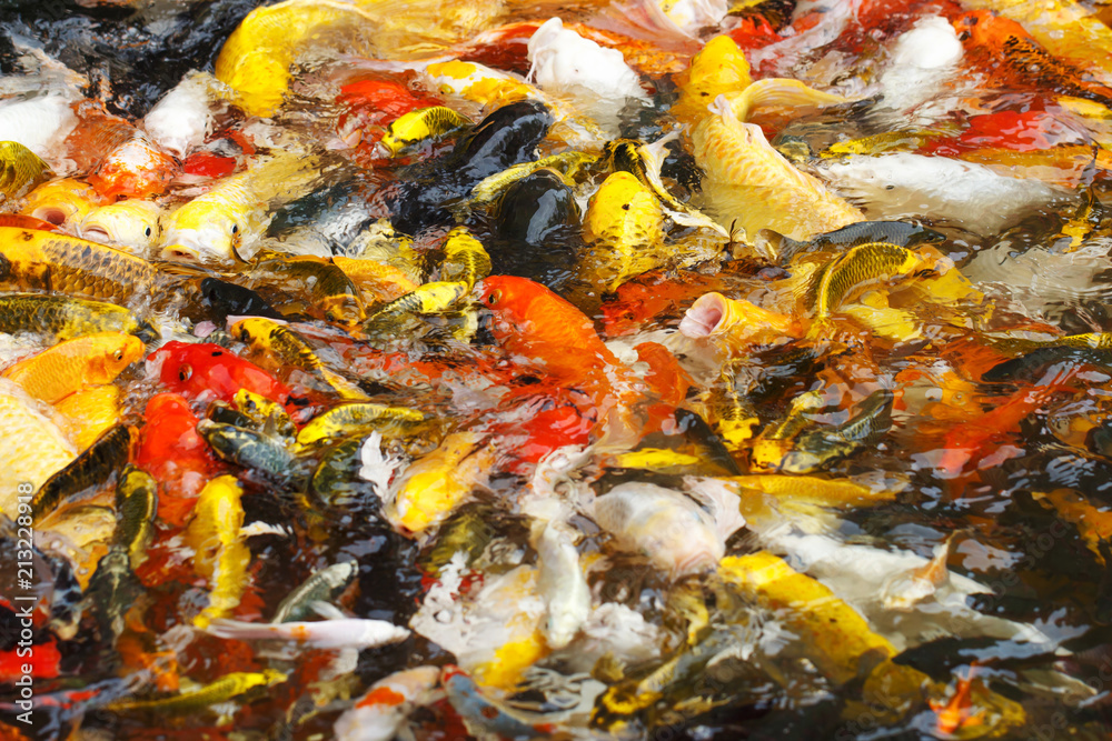 Beautiful fancy carp or koi fish are swimming in the pond