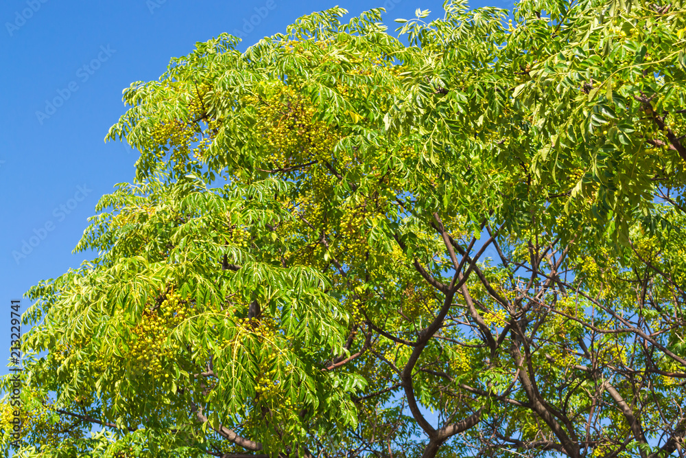 Green branches with fruits similar to walnut. Montenegro