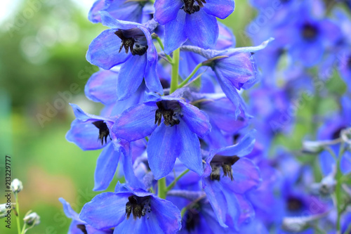 Fototapeta Naklejka Na Ścianę i Meble -  Close-up of blue delphinium flowers in the garden
