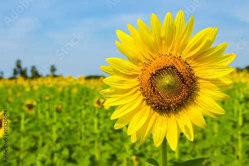 Sunflower