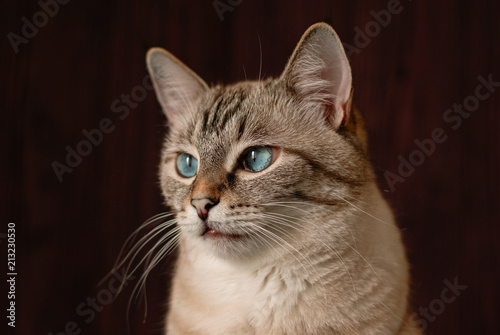 Beautiful tabby cat with big blue eyes © sergign
