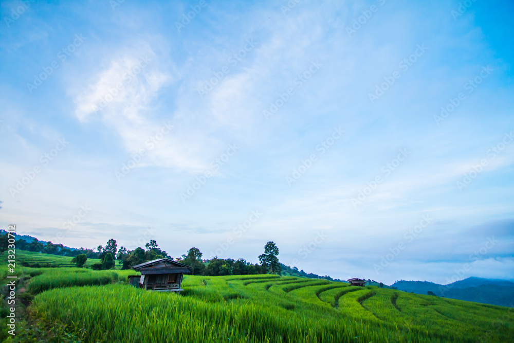 Fototapeta premium morning in nature rice terrace