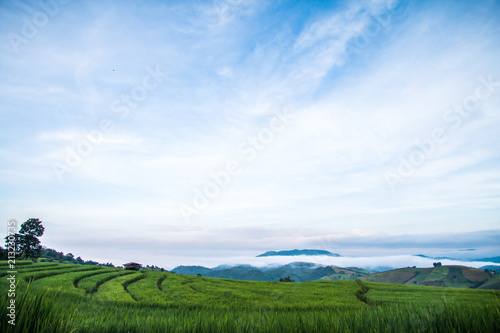 morning in nature rice terrace