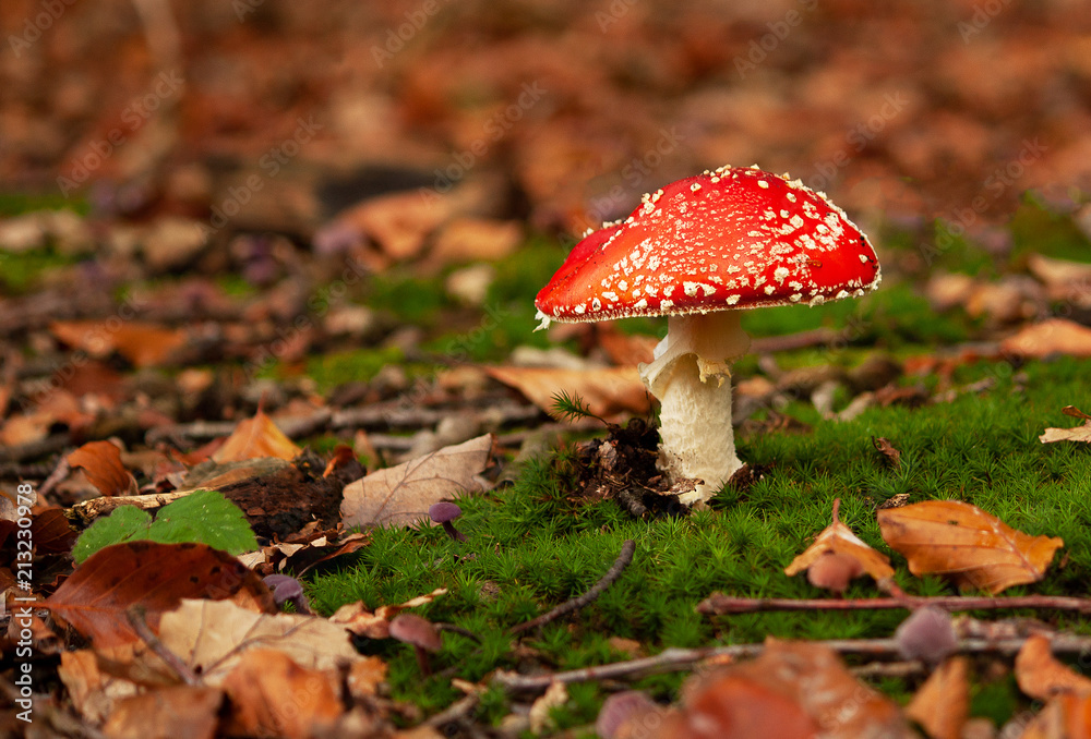 Beautiful fly agaric (red with white dots) in the forest Beautiful fly agaric (red with white dots) in the forest