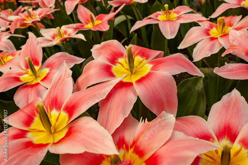 Gorgeous pink-red tulips with pistil and stamens © Emma