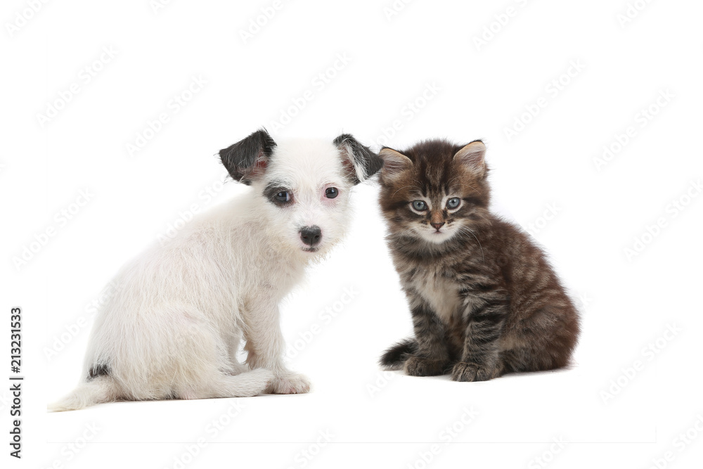 Obraz premium kitten and puppy