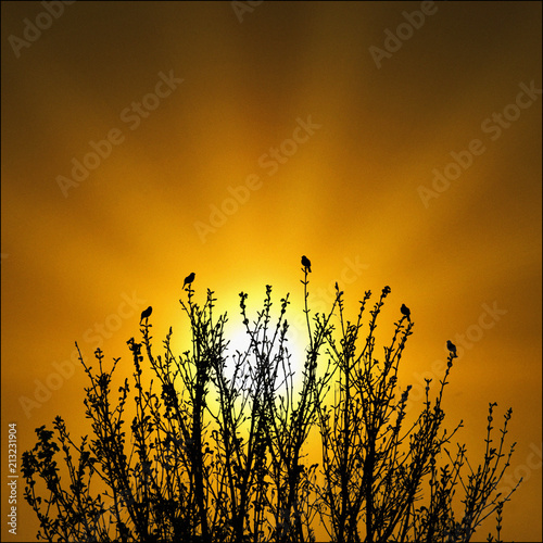 Dawn Chorus